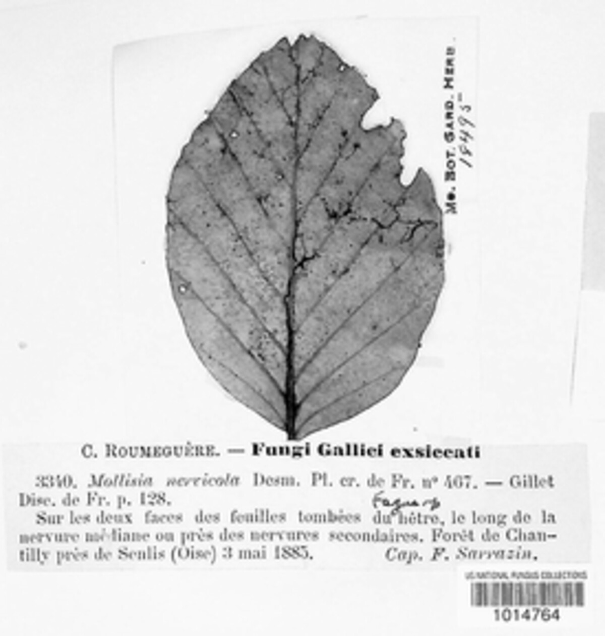 Mollisia nervicola image